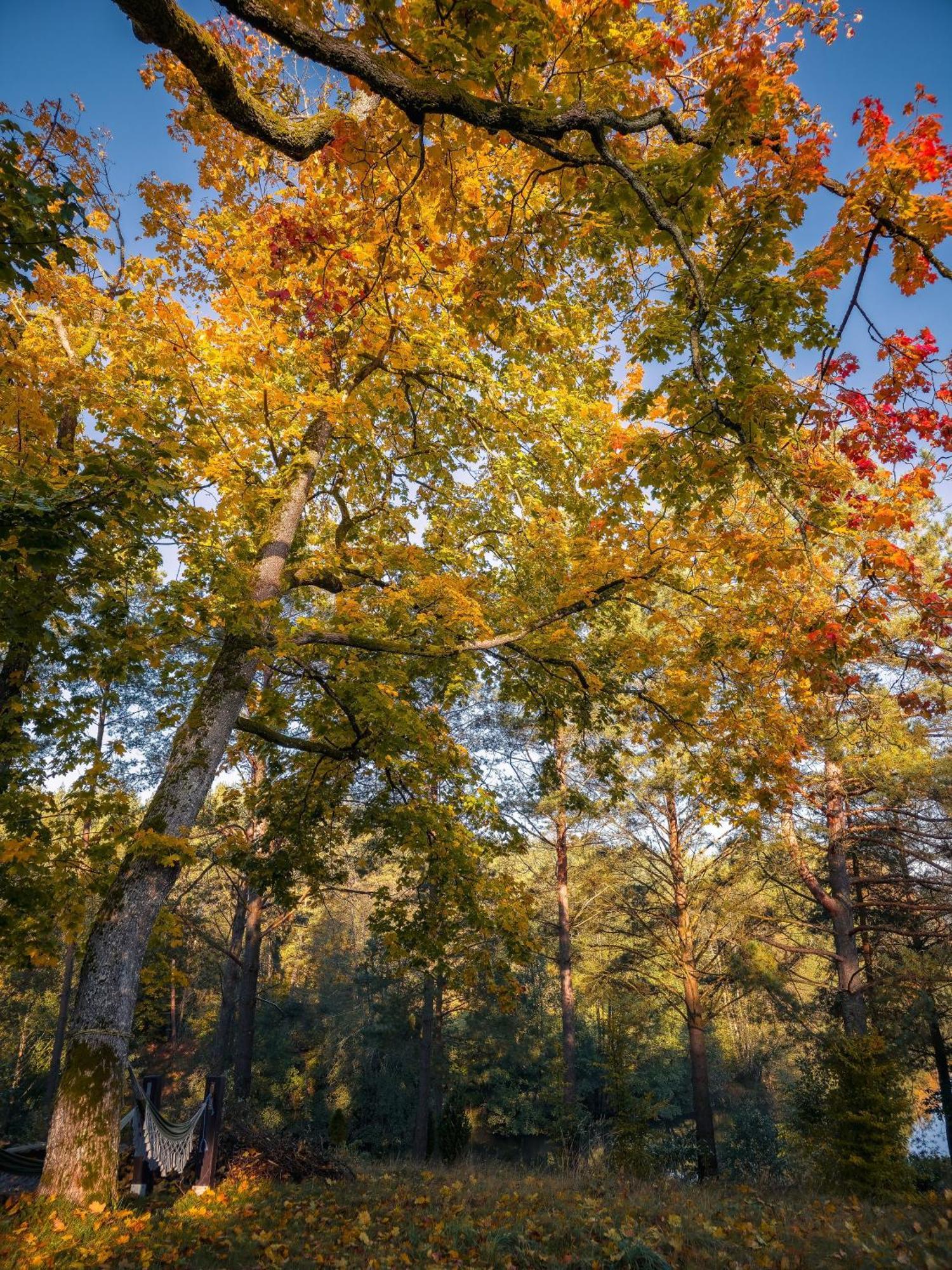 Vila Dom Pod Klonem Na Kaszubach Kościerzyna Exteriér fotografie